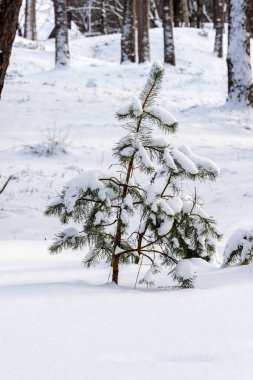 Dikey fotoğraf genç çam ağacı ormanda gri kış günü karla kaplı. Kışın karda küçük çam ağacı. Karla kaplı ormandaki bebek çam ağacı.