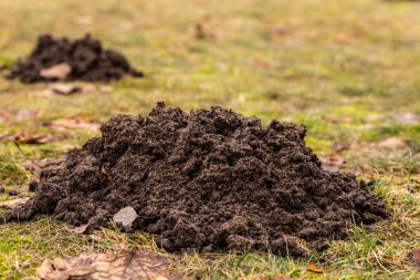 Yeşil yeşil bir çimenlikte, yaprakları dökülmüş taze köstebek yuvaları. Köstebek yuvası ile küçük sorun konsept resmi. Meadow 'da köstebek kazısı. İlkbaharda köstebek tümseğinin fotoğrafını çek. Köstebek Tepesi Tarafından Hasarlı Çim.