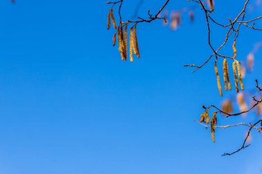 Sağ üst köşede mavi gökyüzü arka planında benekli kızılağaç erkek çiçekler. Çiçek açan gri alder (alnus incana) dalları mavi arkaplanda. Sarı catkins sağda, negatif boşluk solda.