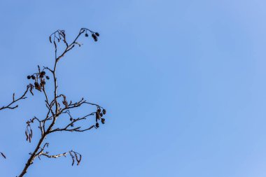 Mavi arka planda kuru kozalaklı yaşlı ağaç dalından bir siluet. Bir kızılağaç Alnus dalları ve küçük koniler sonbahar / kış mevsiminde avlanır. Kaynak ağacı konileri, mavi arkaplan, sağda negatif boşluk.