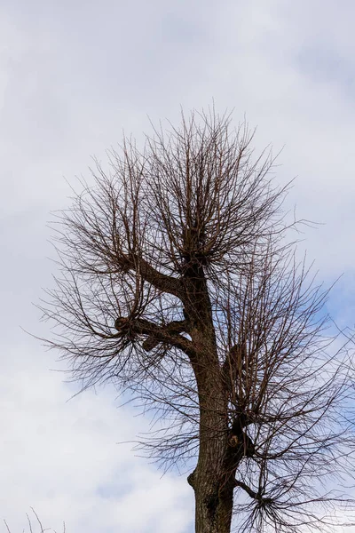 Blattloser Beschnittener Strauch Mit Neuem Wuchs Himmel Baumkrone Auf Blauem — Stockfoto