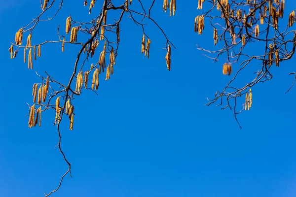 青空を背景に グレーアルダー アルナス インカーナ の開花写真の枝の上 雄花は雄花が斑入りです 黄色のカタクチアップ 負のスペースダウン 青の背景 — ストック写真