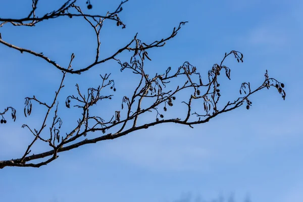 Bir kızılağaç ağacının silueti Alnus dalları ve küçük koniler sonbahar / kış / ilkbaharda catkins. Mavi arka planda dişi kuru koni ile alder dal. İlkbaharın başlarında ağaç konileri ve catkins