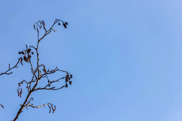 青い空の背景に乾燥したコーンとアルダー小枝のシルエット 冬にアルナスの枝や小さな円錐花序があります オーダーツリーコーン 青の背景 右側の負のスペース — ストック写真