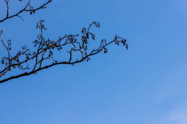Bir alder ağacının silueti Alnus dalları ve küçük koniler sonbaharda / kışta / ilkbaharda soldaki mavi gökyüzü arka planında. Bahar başında alder dal kuru koni ve catkins