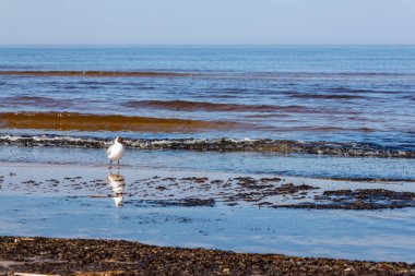 Letonya, Jurmala 'daki Majori Sahili' nde deniz kıyısında duran siyah başlı martı (Larus ridibundus). Beyaz kuş, dalgalar, deniz, sahil, güneşli, bahar. Suya bakan martı.. 