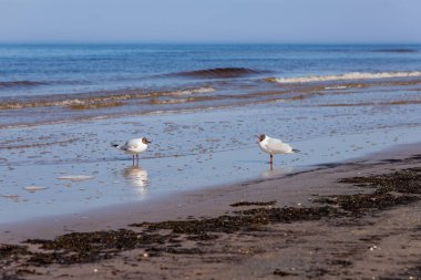 İki siyah başlı martı (Larus ridibundus) Letonya 'nın Jurmala kentindeki Majori Sahili' nde karşı karşıya duruyor. İki küçük gülen martı deniz kenarından konuşuyor.. 