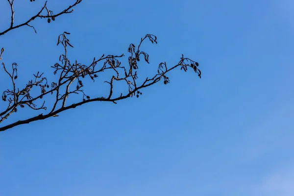 背の高い木のシルエット左上隅の青い空の背景には 春にアルナスの枝と小さなコーンのCatkins 春の初めに乾燥したコーンとカトキンをアルダー — ストック写真