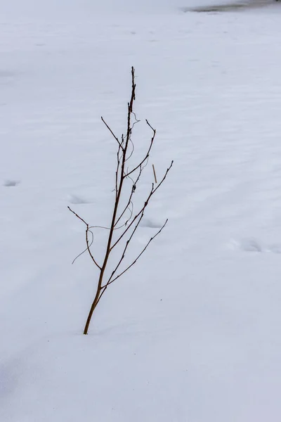 Pionowe Zdjęcie Zimowej Bezlistnej Gałęzi Drzewa Białym Tle Śniegu Widoczne — Zdjęcie stockowe