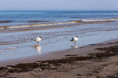 İki siyah başlı martı (Larus ridibundus) Letonya 'nın Jurmala kentindeki Majori Sahili' nde deniz kıyısında kuyrukta bekliyor. İki küçük gülen martı deniz kenarında kuyrukta bekliyor.. 