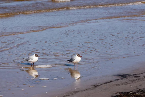 İki siyah başlı martı (Larus ridibundus) deniz kıyısında kuyrukta bekliyor. İki küçük gülen martı, deniz kenarına kadar uzanan bir kuyrukta dikiliyorlar.. 