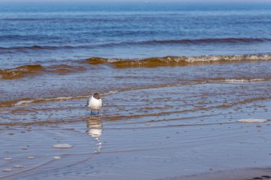 Kara kafalı martı (Larus ridibundus) deniz kıyısında suyun üzerinde duruyordu. Sahilde, denizde ve dalgaların arkasında duran küçük gülen martı.. 