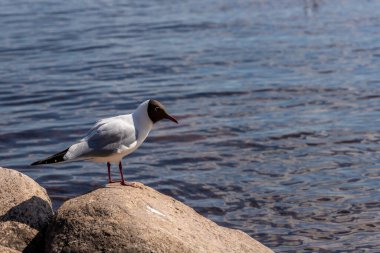 Kara kafalı martı (Larus ridibundus) deniz kıyısındaki kayaların üzerinde duruyor. Letonya 'da göl kenarında kayaların üzerinde gülen beyaz martı. Su kenarındaki vahşi deniz kuşu..