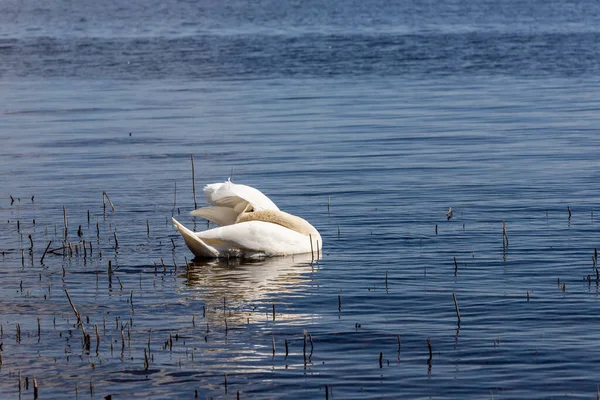 白色无头天鹅在旧芦苇附近的蓝水中 无头鸟的视觉效果 软绵绵的天鹅梳理着羽毛 无头出现了 天鹅有氧运动在水中 滑稽杂技天鹅 — 图库照片