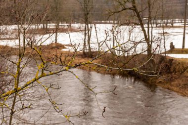 Nehirde yapraksız erken bahar dalları, ağaçlar ve karlı çayırlar. Sarı yosunlu dal ve henüz açılmamış yapraklar klasik kahverengi bahar arka planında. 