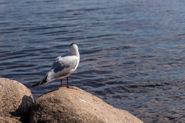 Siyah başlı martı (Larus ridibundus) doğrudan suya bakıyor. Letonya 'da deniz kıyısında kayaya geri dönmüş, gülen beyaz martı. Güneşli bir günde göl kıyısındaki kayalıklardaki yaban deniz kuşuna.