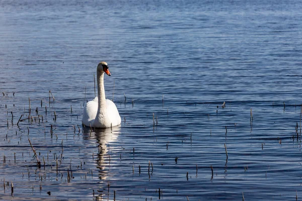White Swan Blue Water Old Reeds Mute Swan Swimming Lake — ストック写真