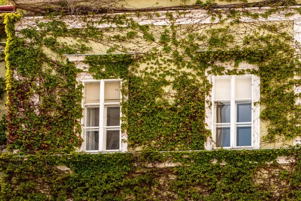 White windows in light yellow wall framed with green leafy plants in Mikulov, Czech Republic. Medieval house facade with two windows.