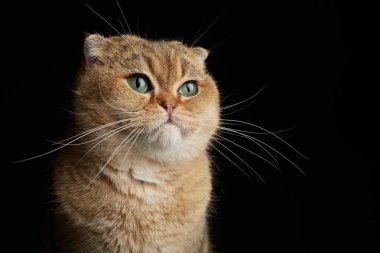 Yeşil gözlü İskoç kedisinin portresi - siyah arkaplanda metin için boşluk