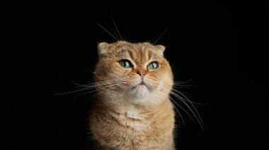 Yeşil gözlü İskoç kedisinin portresi - siyah arkaplanda metin için boşluk