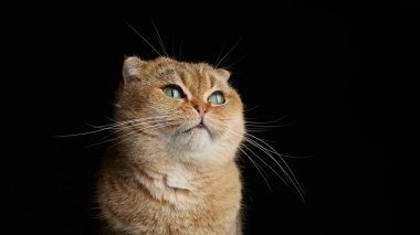 Yeşil gözlü İskoç kedisinin portresi - siyah arkaplanda metin için boşluk