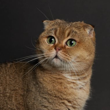 Yeşil gözlü İskoç kedisinin portresi. Gri arka planda.