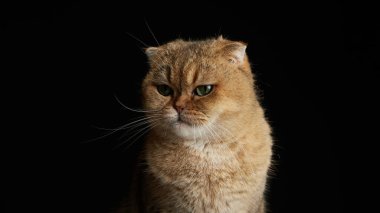 Yeşil gözlü İskoç kedisinin portresi - siyah arkaplanda metin için boşluk