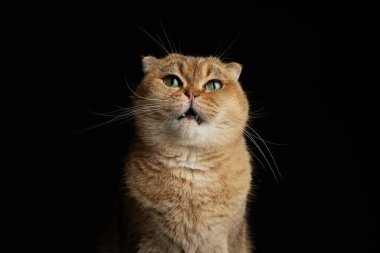 Yeşil gözlü, hapşıran bir kedinin İskoç portresi. Siyah arkaplanda yazı için yer kaplıyor.