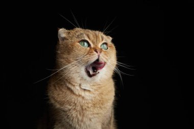 Aç İskoç kedisinin portresi, yeşil gözlü, dili yakın yalayan siyah arka plandaki yazı için boşluk.