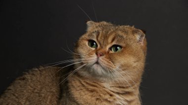 Yeşil gözlü İskoç kedisinin portresi. Gri arka planda.