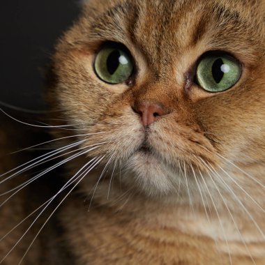 Yeşil gözlü İskoç kedisinin portresi. Gri arka planda.