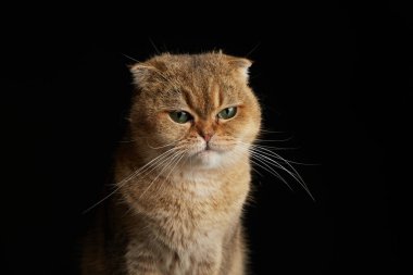 Yeşil gözlü İskoç kedisinin portresi - siyah arkaplanda metin için boşluk