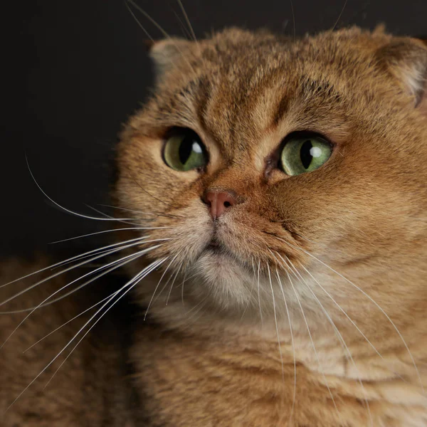 Potret kucing lipatan Skotlandia dengan mata hijau tertutup pada latar belakang abu-abu — Stok Foto