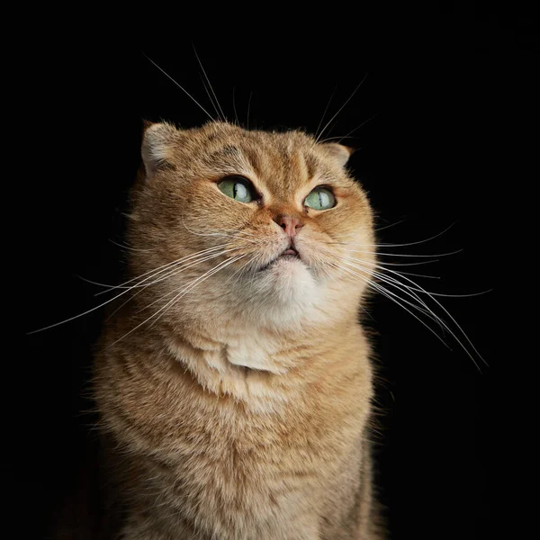 Yeşil gözlü İskoç kedisinin portresi - siyah arkaplanda metin için boşluk — Stok fotoğraf