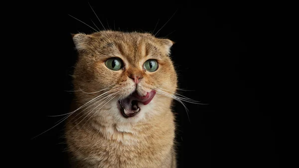 Portret głodnego szkockiego kota z zielonymi oczami liżącego z bliska język - do góry miejsce na tekst na czarnym tle — Zdjęcie stockowe