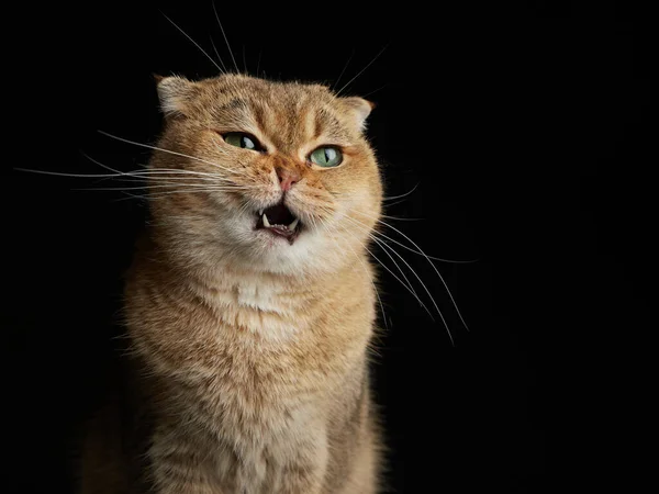 Potret kucing Skotlandia kaya raya dengan mata hijau dekat - ruang untuk teks dengan latar belakang hitam Serius, bangga dan berwawasan — Stok Foto