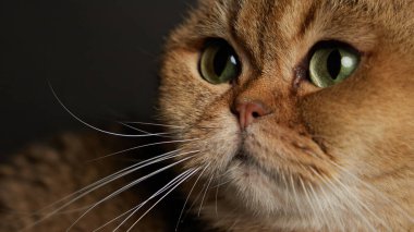 Yeşil gözlü İskoç kedisinin portresi. Gri arka planda.