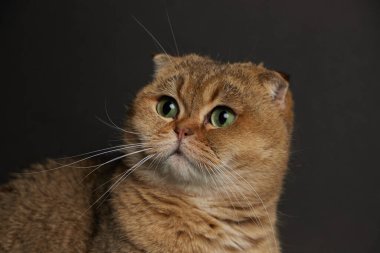 Yeşil gözlü İskoç kedisinin portresi. Gri arka planda.