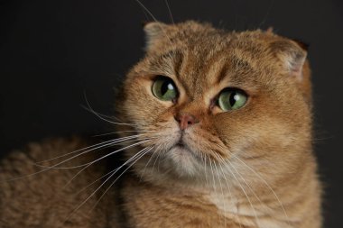 Yeşil gözlü İskoç kedisinin portresi. Gri arka planda.