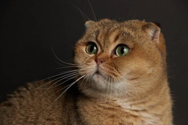 Yeşil gözlü İskoç kedisinin portresi. Gri arka planda.