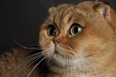Yeşil gözlü İskoç kedisinin portresi. Gri arka planda.