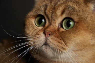 Yeşil gözlü İskoç kedisinin portresi. Gri arka planda.