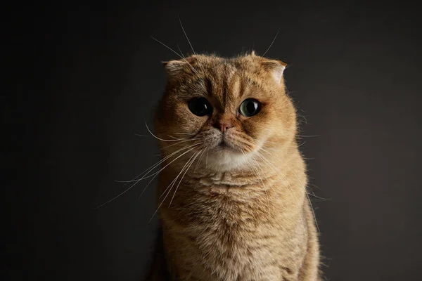 Retrato de gato de dobra escocês com olhos verdes fecham - espaço para texto em um fundo preto — Fotografia de Stock