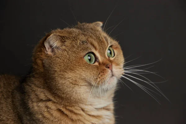 Yeşil gözlü İskoç kedisinin portresi. Gri arka planda. — Stok fotoğraf