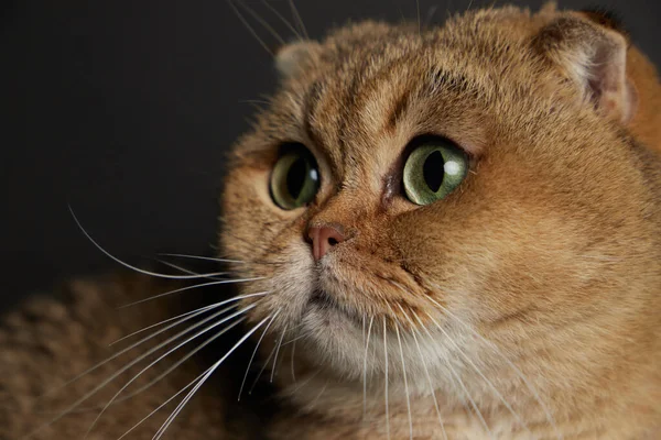 Yeşil gözlü İskoç kedisinin portresi. Gri arka planda.