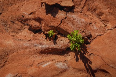 Atakama Çölü 'nün çorak toprağı, Şili