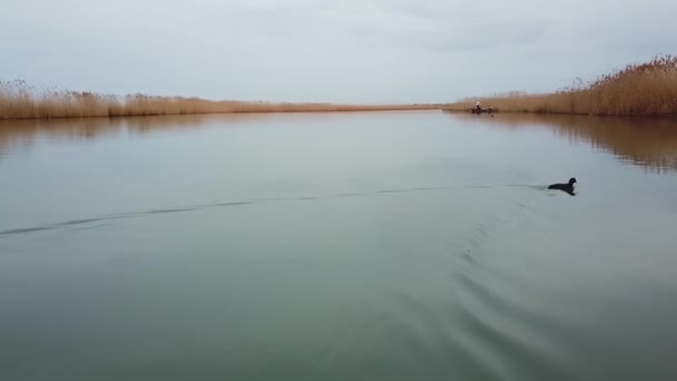 Kacsa úszik a tóban. keskeny folyó és nád felhős időben. — Stock videók