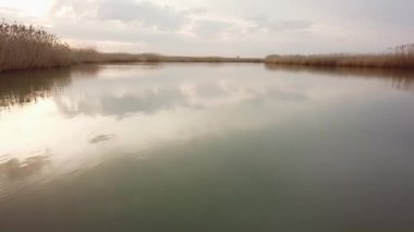 Ördek gölette yüzer. Dar nehir ve bulutlu havada sazlıklar. 