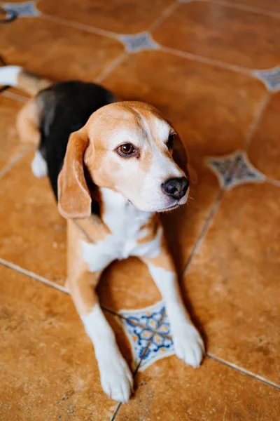 Beagle. uma raça de caça de cão criado. Animais de estimação. mercadorias e alimentos para animais. — Fotografia de Stock