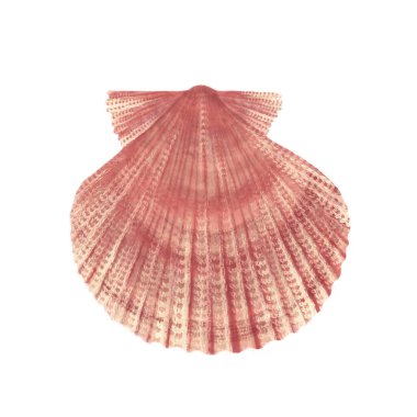 Deniz kabuğu çizilmiş renkli çizim